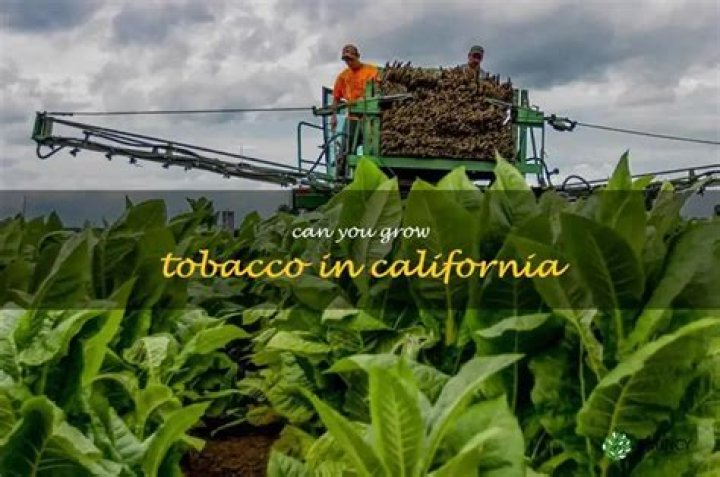 Is it legal to grow tobacco in the state of California?
